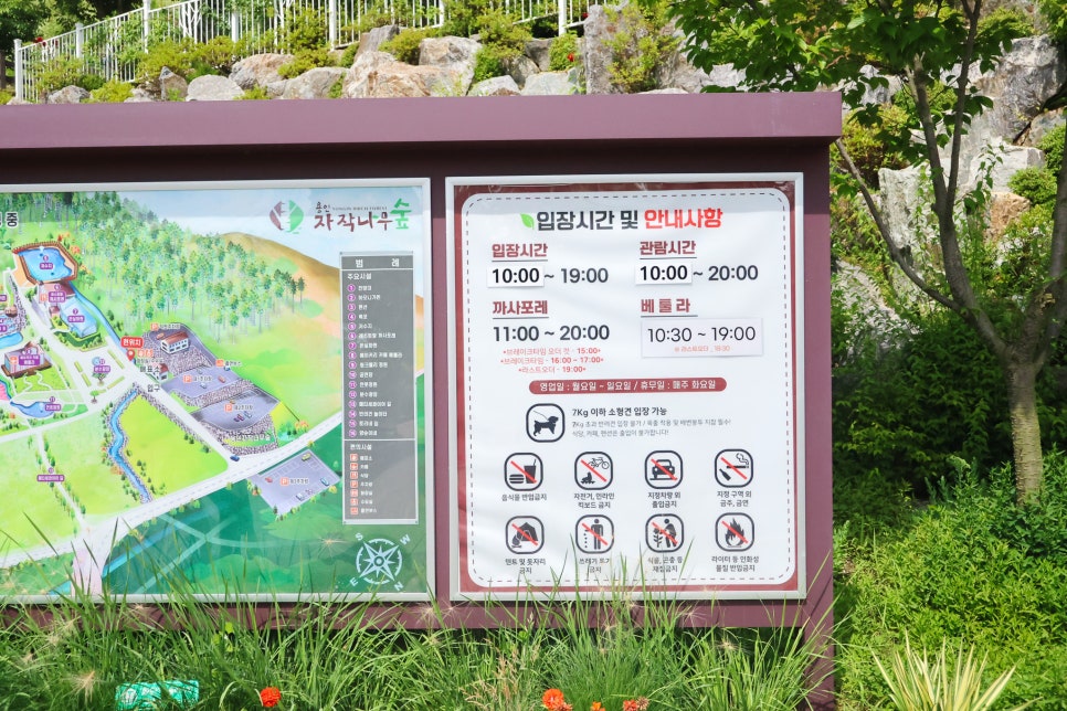 베툴라 사진 3