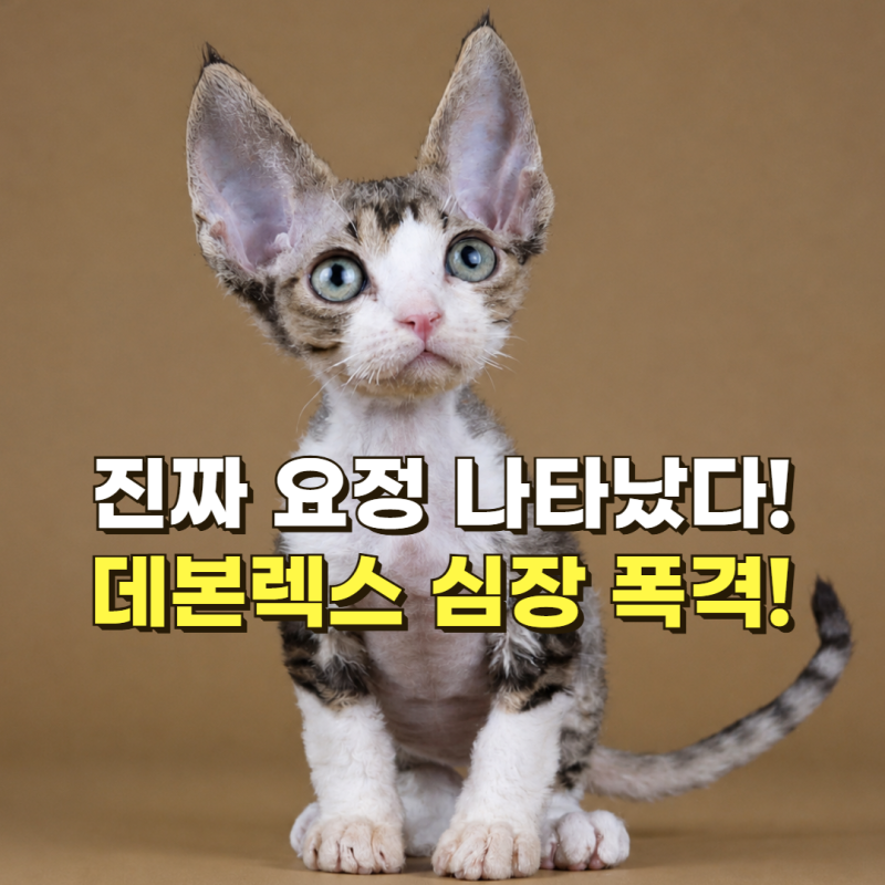 "진짜 요정 아니야?" 데본렉스 고양이 털빠짐 진실과 특징 입양 전 건강 체크방법(성격·유전....