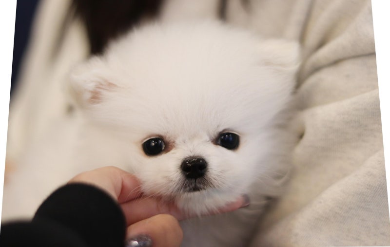 구미 강아지 분양 절차와 비용, 업체 확인 기준까지