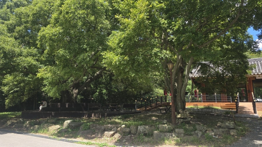 차담 사진 5