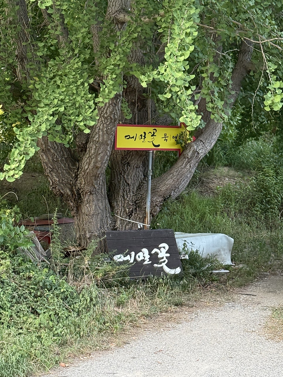 메밀꽃 사진 5