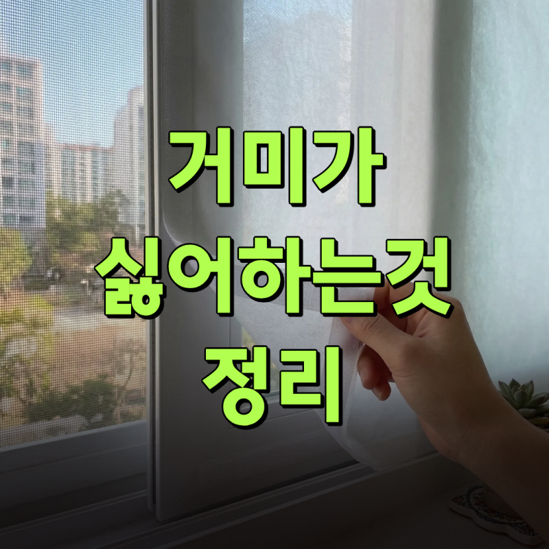 거미가 싫어하는 것! 냄새, 식물, 환경까지 제대로 알아봄