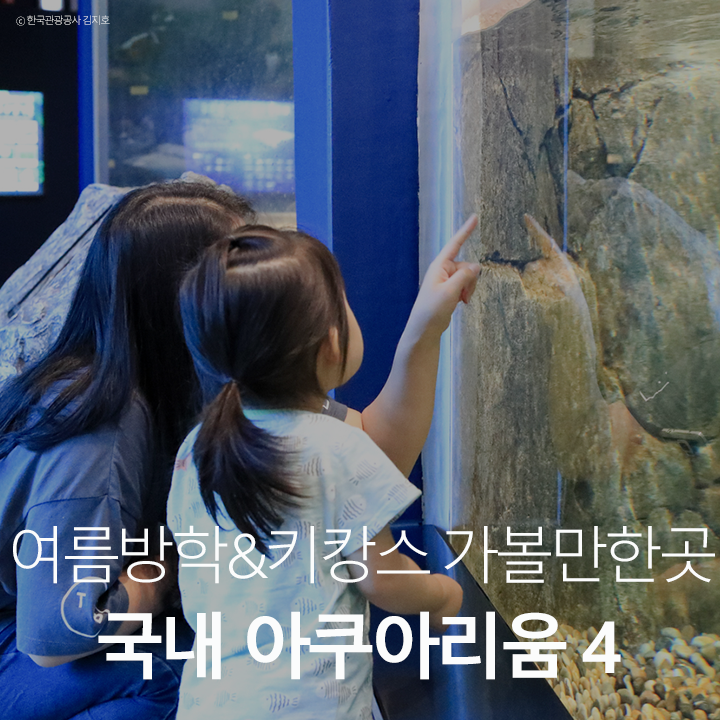 물멍부터 키캉스까지! 여름방학 가볼 만한 곳 국내 아쿠아리움 4 & 키캉스 호텔 추천 ㅣ 롯데....