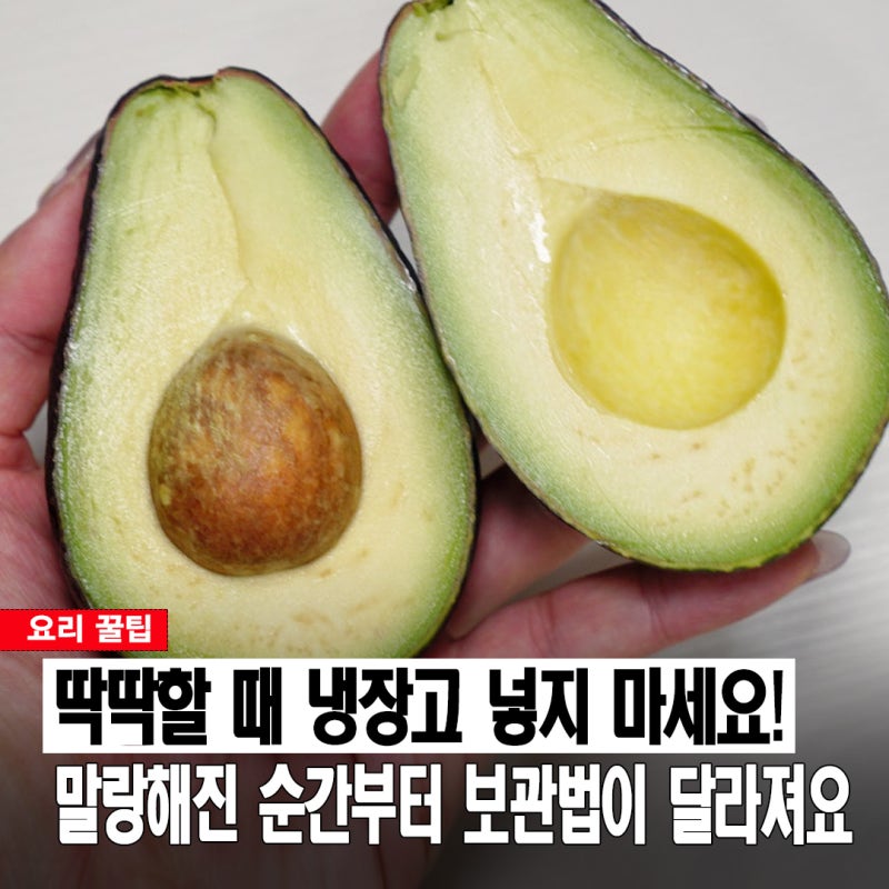 딱딱한 아보카도 냉장고에 넣지 마세요! 실패 없는 후숙법과 보관법