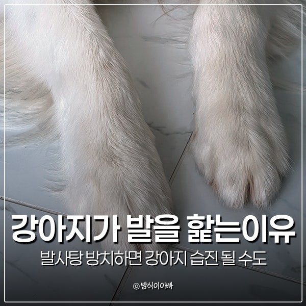 강아지가 발을 핥는이유 발사탕 방치하면 강아지 습진 될 수도
