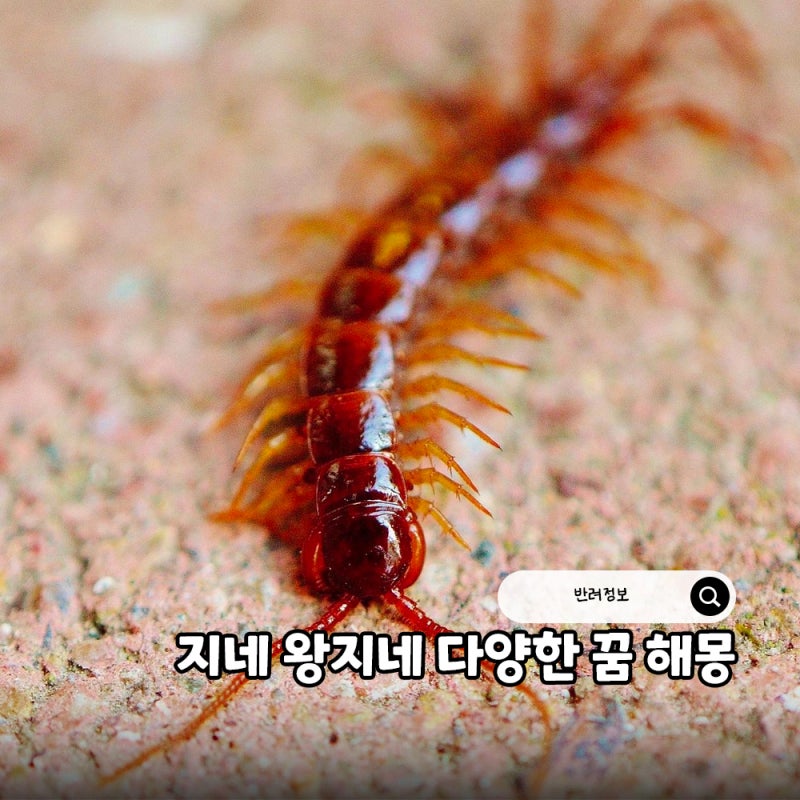 지네 왕지네 나오는 물리는 꿈 등 다양한 꿈 해몽