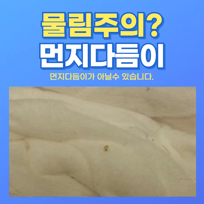 먼지다듬이 물림 자고 일어나면 간지러운 이유와 확실한 퇴치법