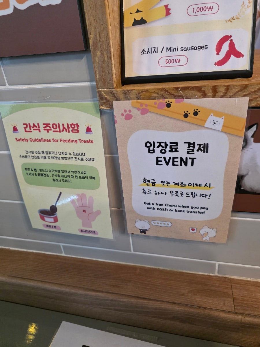 삼층고양이 사진 6