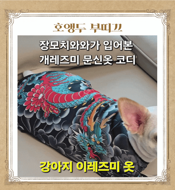강아지 이레즈미 옷 장모치와와가 입어본 개레즈미 문신옷 코디