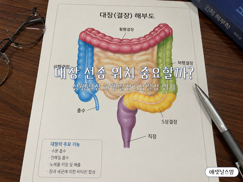 대장 선종 위치, 상행결장 하행결장 어디에 생겼는지 중요할까?