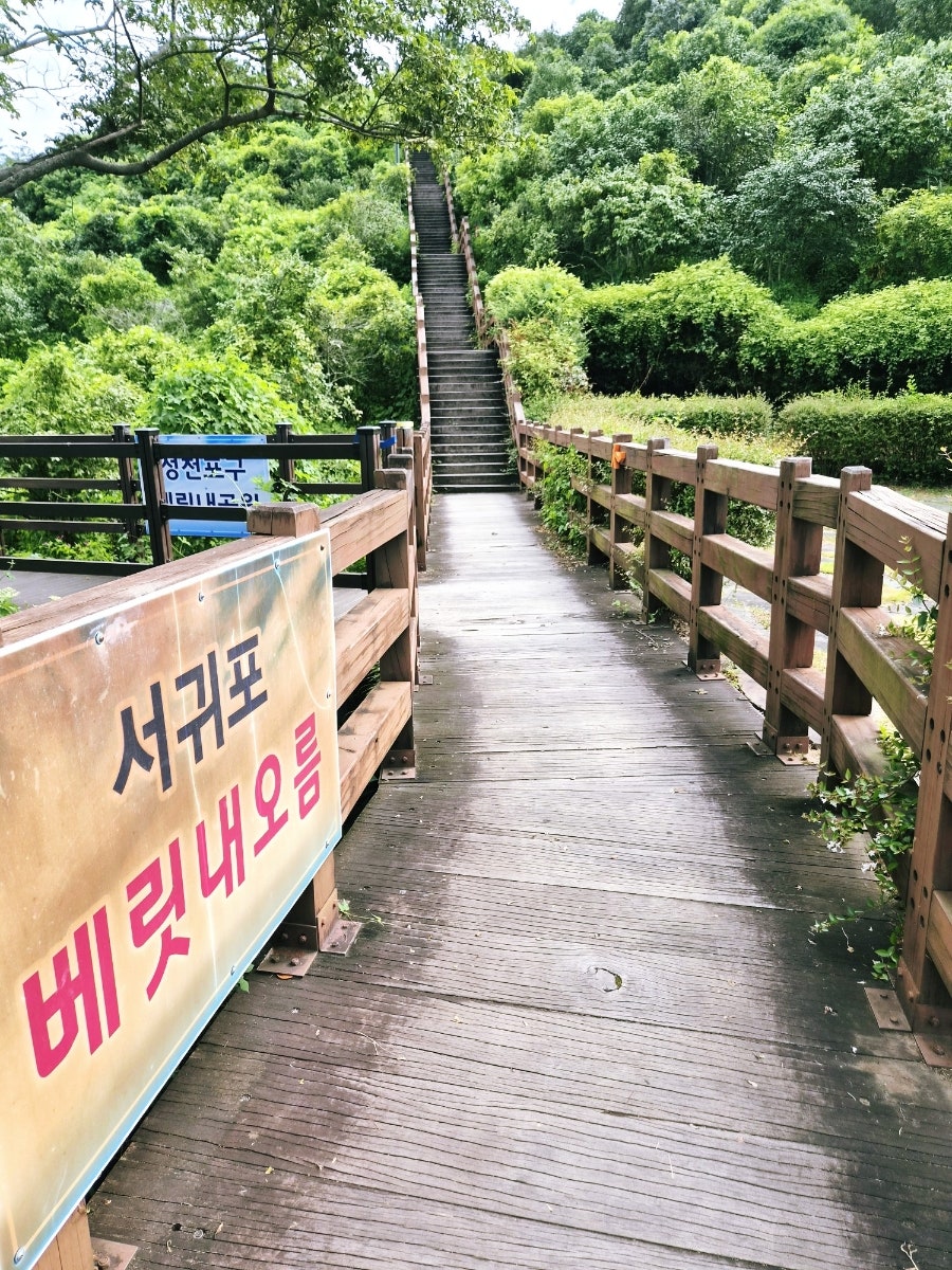 베릿내오름 사진 4