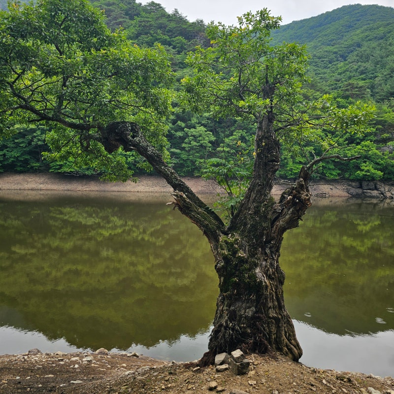 청송 주산지 주왕산국립공원 청송 여행 가볼만한곳