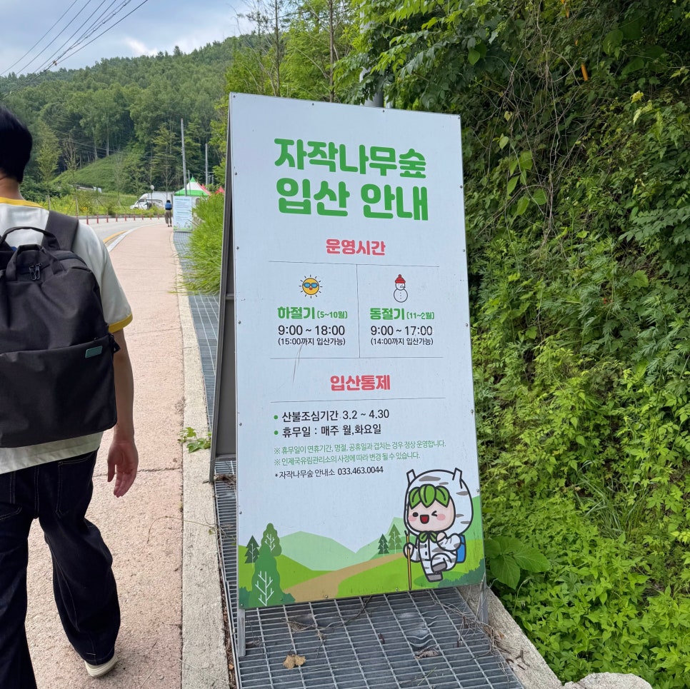 원대리자작나무숲 사진 3