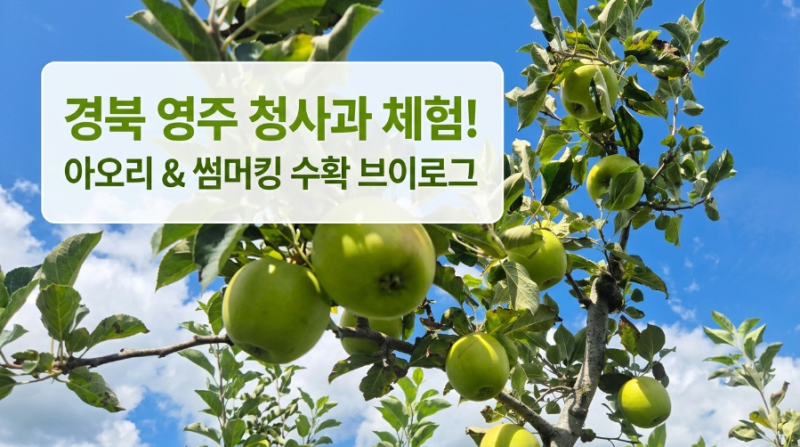 [경북 영주 아이와 가볼 만한 곳] 풋풋한 여름 사과 수확부터 카페 직거래 포장 체험까지! 소....