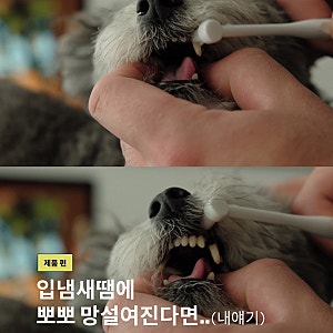 강아지 치약 추천｜5년 동안 다양한 제품을 써본 보호자가 결국 정착한 페노비스 강아지 칫....