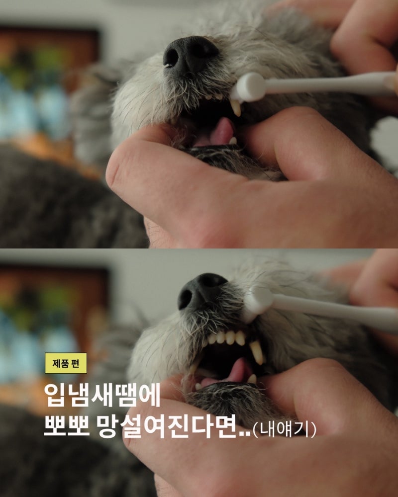 강아지 치약 추천｜5년 동안 다양한 제품을 써본 보호자가 결국 정착한 페노비스 강아지 칫....
