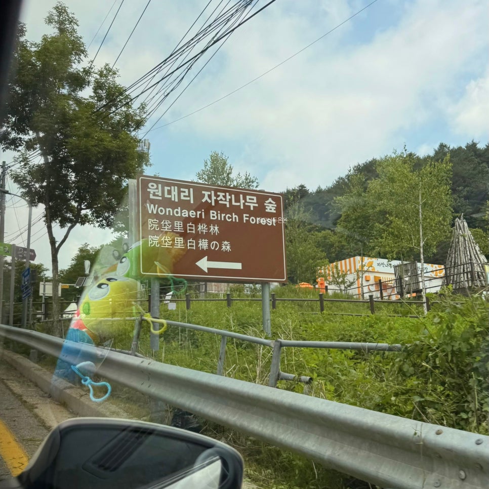 원대리자작나무숲 사진 4