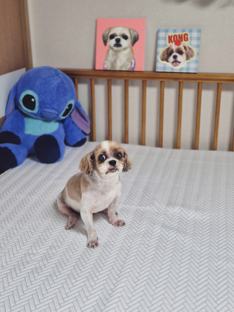 여름 강아지와 함께 쓰기 좋은 국산 쿨매트 추천! 듀라룸 냉감패드 사용 후기｜여름 침대 쿨....