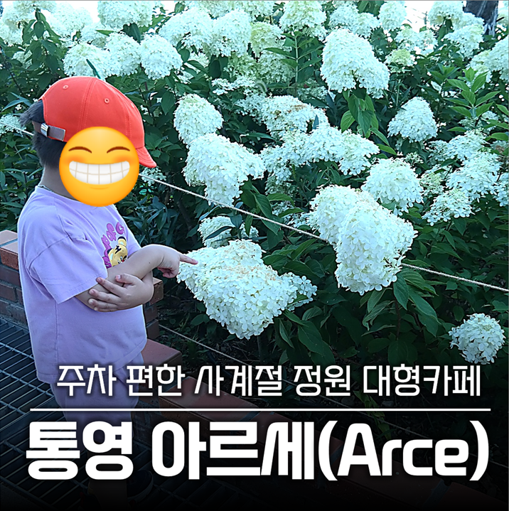 [통영 대형카페] 수국 정원과 바다 풍경이 있는 신상카페 아르세