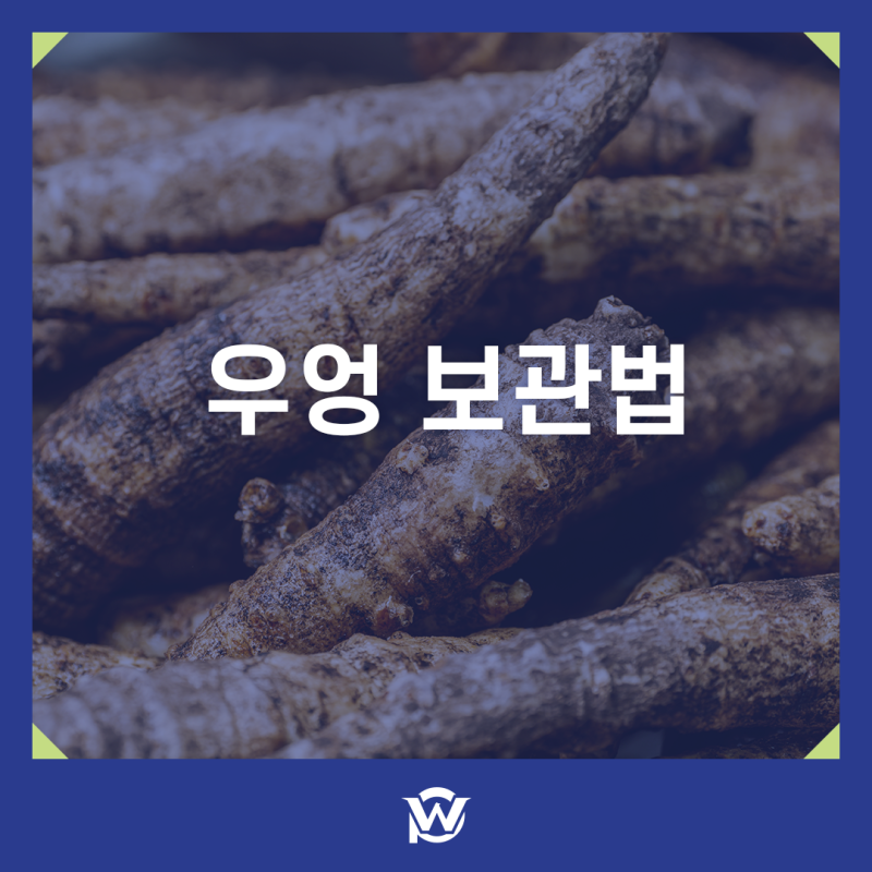 우엉 보관법 오래 신선하게 유지하는 방법과 영양성분까지