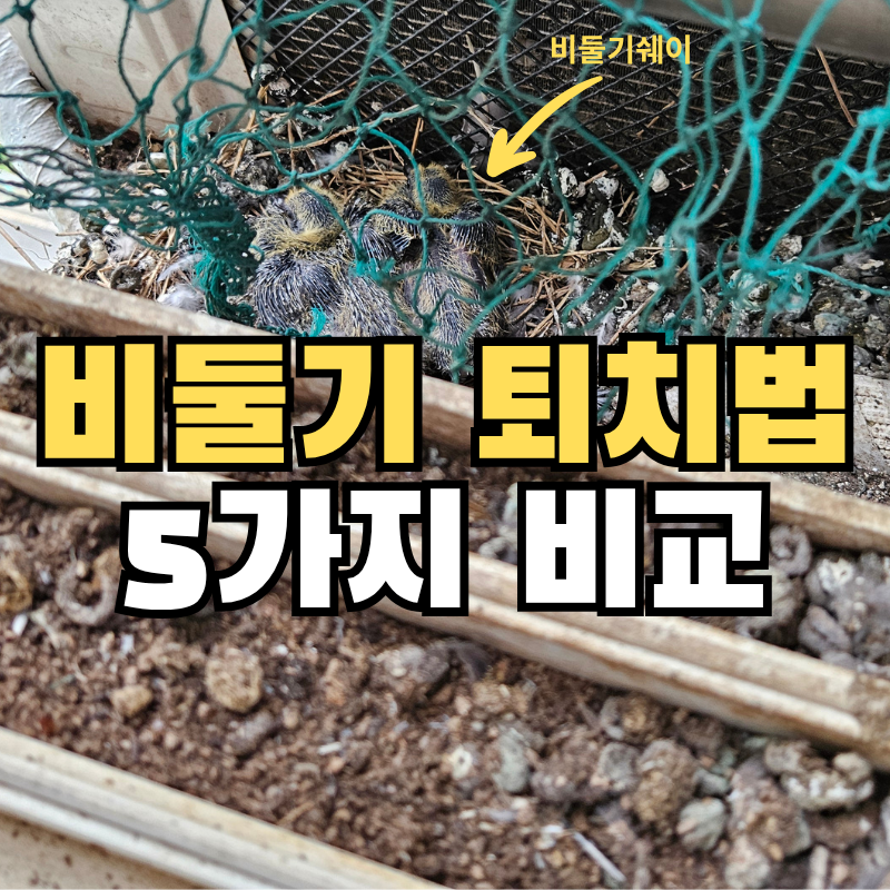 비둘기 퇴치법 5가지 비교