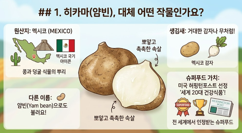 히카마 효능 당뇨에 좋은 천연 인슐린 얌빈 먹는법