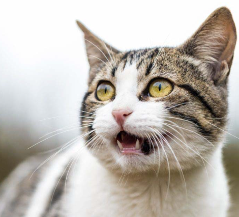 고양이 치주염 침흘림 증상 언제 치료해야 할까?