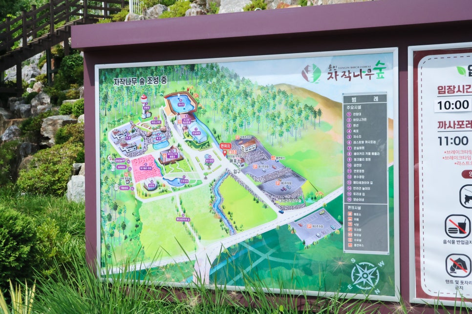 베툴라 사진 6