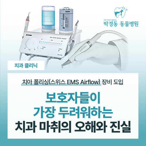 [대구동물병원]"강아지 스케일링, 전신 마취 꼭 해야 하나요?" 보호자들이 우려하는 치과 마....