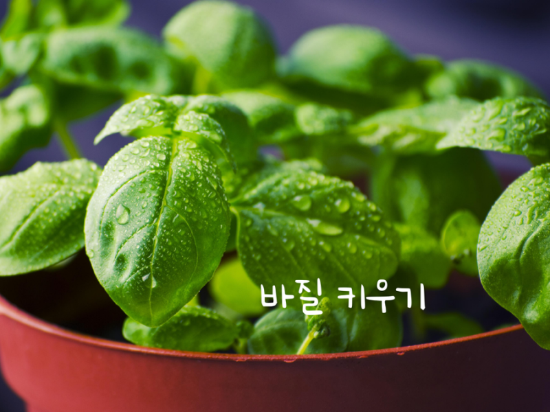 스위트 바질 키우기 씨앗 심는 법부터 물주기 식물 키우기 꿀팁 총정리