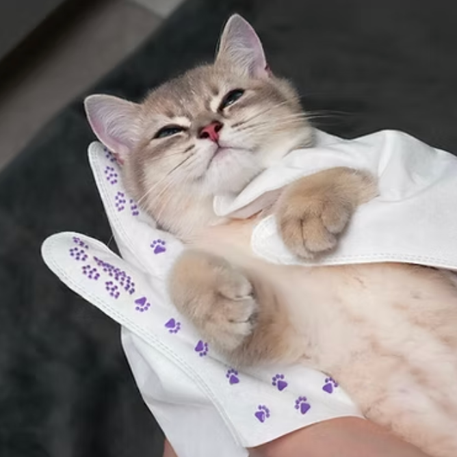 고양이 털 빠짐, 이 증상 보이면 피부병 의심해보세요