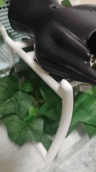 다이소에서 크레스티드 게코 사육장 만들기 ㅣ 흙집사의 다이소에....