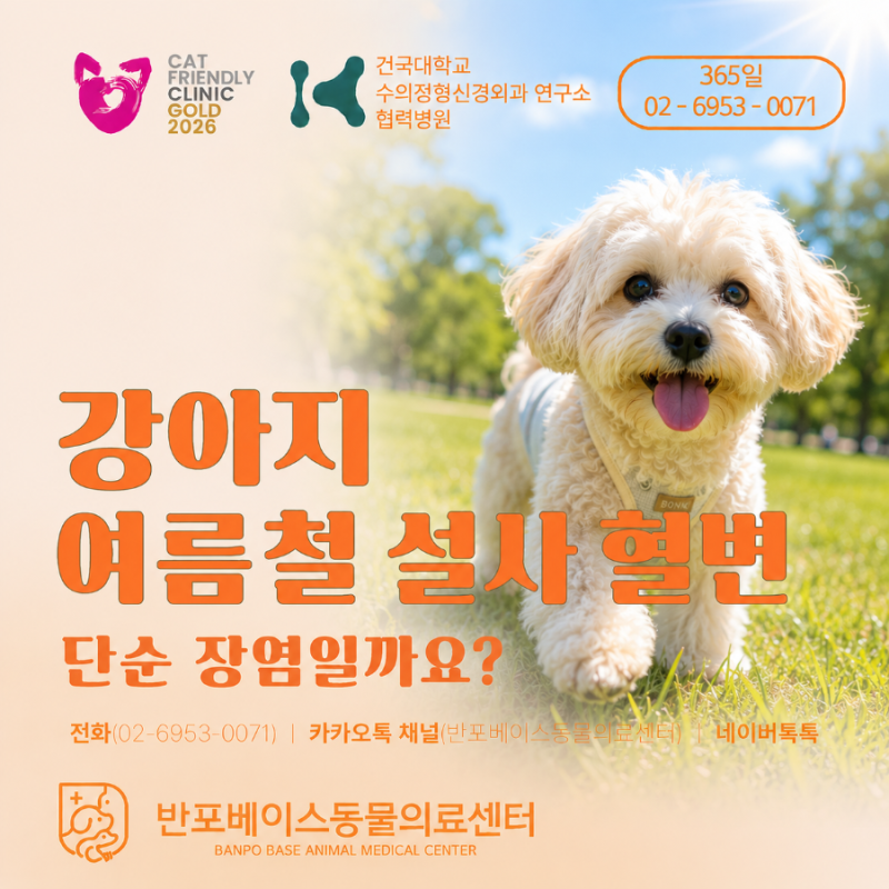 강아지 설사에 피가 보여요. 여름철 혈변, 단순 장염일까요? | 잠원동물병원 반포동물병원 반....