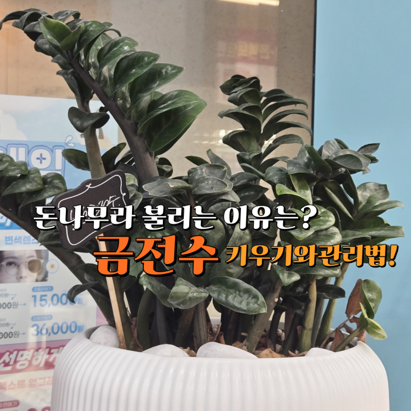 돈나무라 불리는 이유는? 금전수 키우기와 관리법