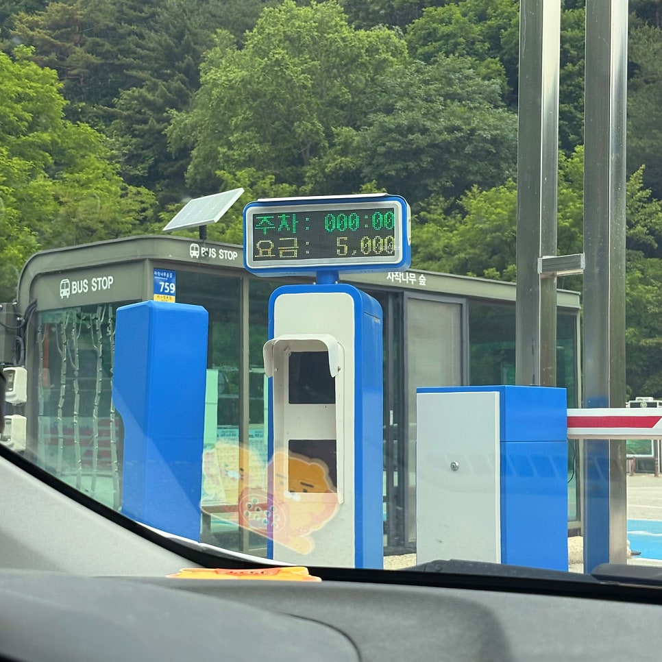 원대리자작나무숲 사진 6