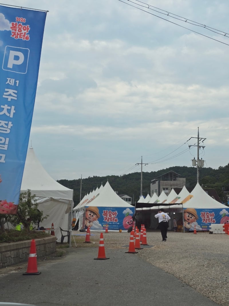 영덕 여행 복숭아 축제 복숭아장터 자두 구매 후기