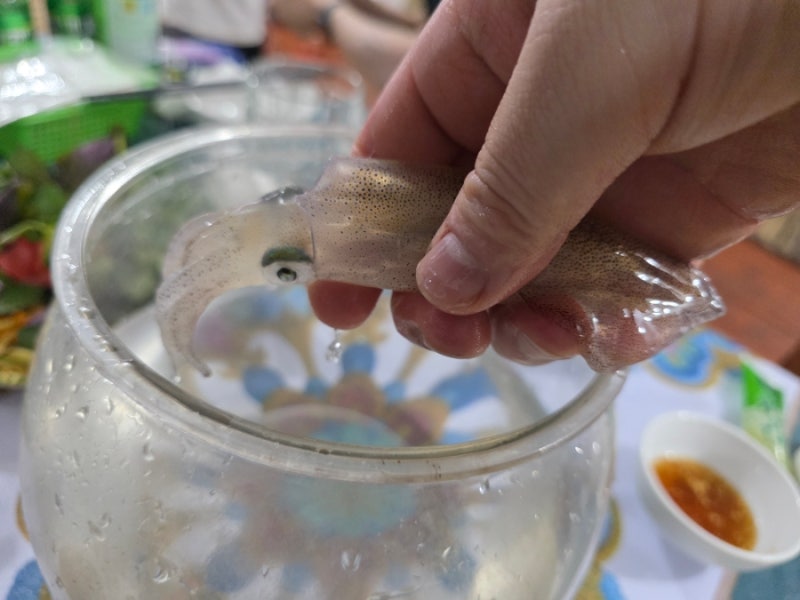 하띤 여행｜베트남 한치 3대 포인트 븡앙항구에서 살아있는 한치를 맛보다