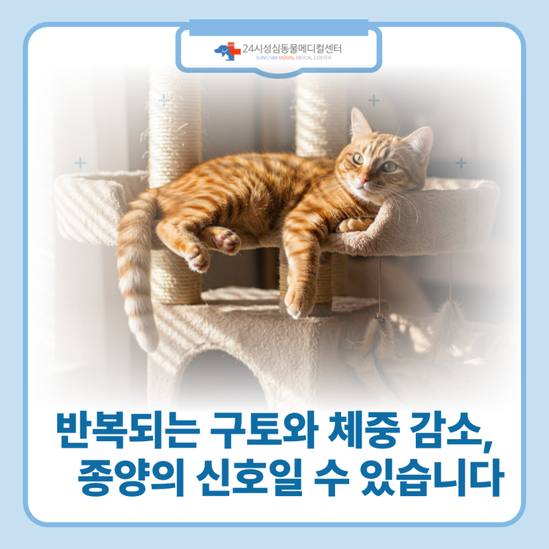 대전 고양이 위 림프종 전문 동물병원 성심동물메디컬센터