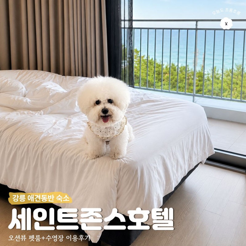 강릉 애견동반 숙소 세인트존스 호텔 펫룸 수영장 재방문 후기