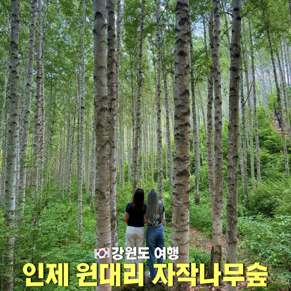원대리자작나무숲 사진 1