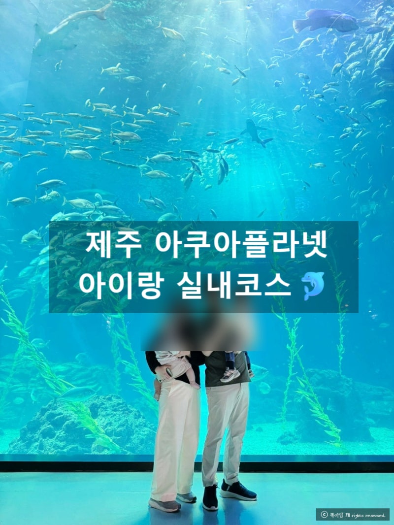 제주 아쿠아플라넷 아이랑 실내 코스! 근처 식당 섭지해녀의집 & 서귀피안 베이커리 카페 (할....