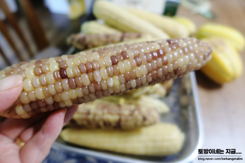 압력솥 옥수수 20개 맛있게 삶는법 및 보관법