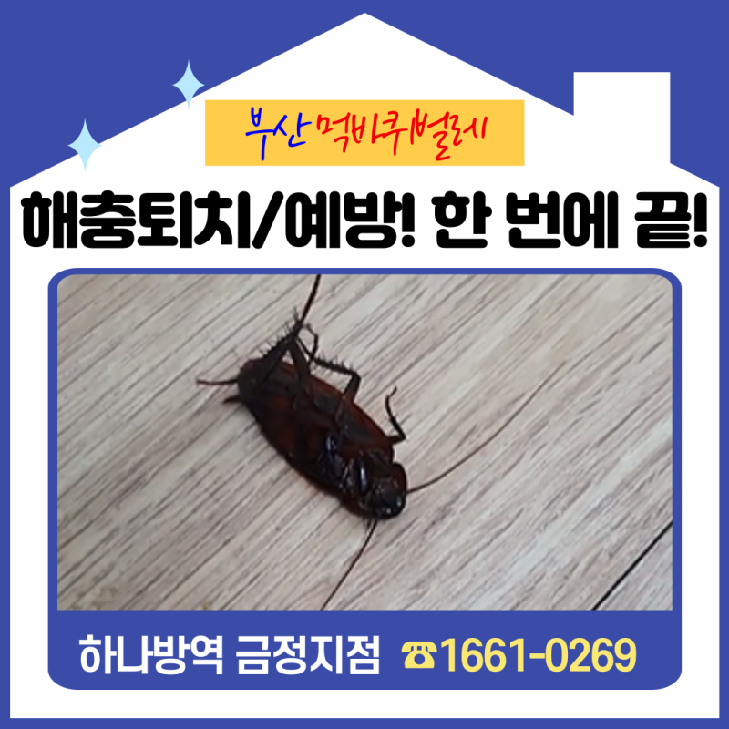 부산 먹바퀴벌레 퇴치, 예방까지 한 번에 끝!