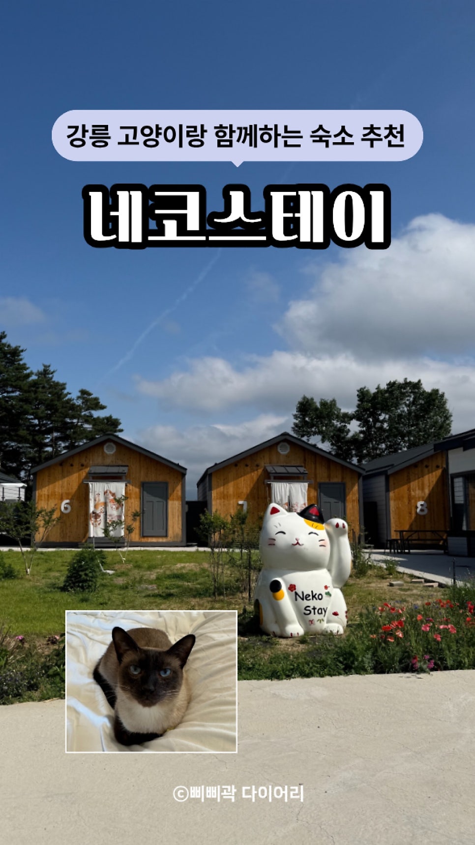 네코스테이 사진 3