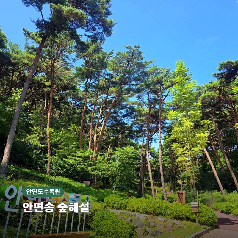 안면도수목원 숲해설 후기｜안면송 이야기 들으며 걸은 태안 숲길