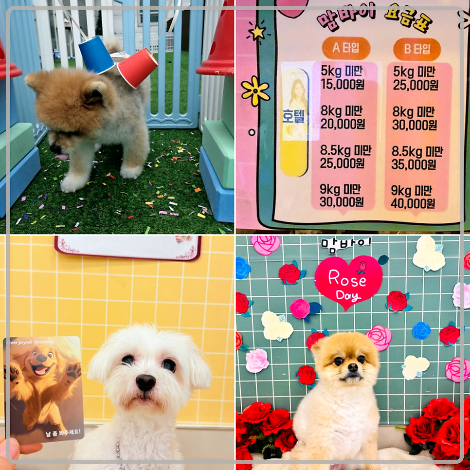 고백 사진 4