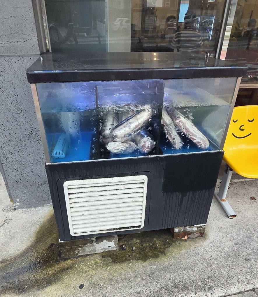호돈 사진 6