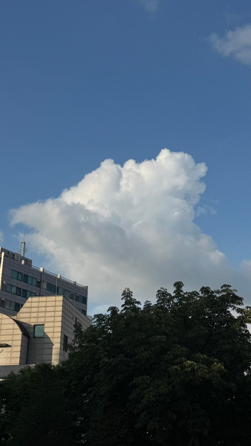 임산부 속옷 내돈내산 추천 | 안다르, 유니클로, 스파오, 8fter