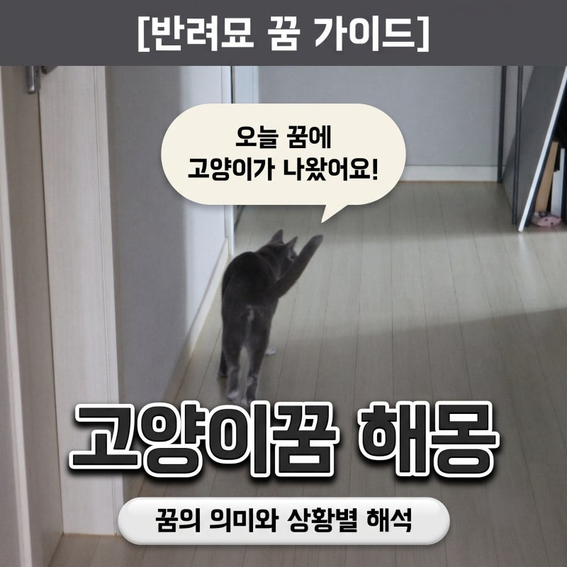 고양이꿈 해몽 의미와 10가지 상황별 풀이