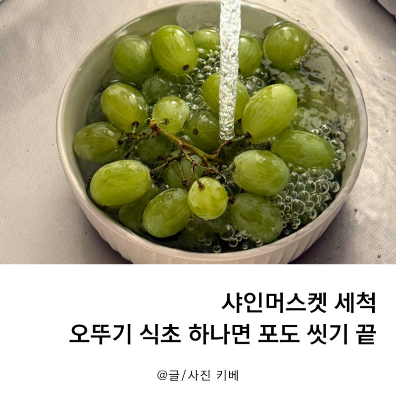 샤인머스켓 세척 오뚜기 식초 하나면 포도 씻기 끝